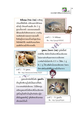 เล่มที่ 2
หน่วยการเรียนรู้ที่ 2 สิ่งมีชีวิตและการดารงชีวิตบริเวณชายหาด
59
ภาพที่ 2 – 74 จักจั่นทะเล
ที่มา : http://goo.gl/A7BCKC
ภาพที่ 2 – 75 ปูเสฉวน
ที่มา : http://atcloud.com/stories/36259
ภาพที่ 2 – 76 ปูมะพร้าว
ที่มา : http://goo.gl/NJqtiA
จักจั่นทะเล (Mole Crab) อาศัยอยู่
บริเวณที่มีคลื่นจัด เปลือกและขามีลักษณะ
คล้ายกุ้ง มีหนวดข้างละเส้น มีขา 5 คู่
คู่แรกเป็นขาหน้า กระบอกตาแหลมแข็ง
มีสีกลมกลืนกับสีของหาดทราย การเจริญ
ของตัวอ่อนมีการลอกคราบหลายครั้ง
ฝังตัวอยู่ในทรายแนวน้าลงต่าสุดบริเวณ
ที่คลื่นซัดเข้าฝั่ง คอยดักจับแพลงก์ตอน
และสัตว์ขนาดเล็กที่มาตามคลื่น
ปูเสฉวน (Hermit Crab) ปูชนิดนี้จะมี
ลาตัวที่นิ่ม มันจึงจาเป็นต้องอาศัยในเปลือกหอย
โผล่เฉพาะส่วนหัวและขาออกจากเปลือกหอย
บางชนิดก้ามโตไม่เท่ากัน มี 8 ขา ใช้เดิน 2 คู่
อีก 2 คู่ ใช้เกาะยึดด้านในของเปลือกหอย กินซาก
พืชซากสัตว์และสิ่งมีชีวิตขนาดเล็กเป็นอาหาร
ปูเสฉวนอีกชนิดที่ตัวโตคือ ปูมะพร้าว
เป็นปูที่อาศัยบนรูในต้นไม้และบนพื้นดิน
ร่างกายของมันมีเปลือกหนา ไม่ได้อ่อนนุ่ม
เหมือนปูเสฉวนจึงไม่ต้องอาศัยในเปลือกหอย
ปูตัวใหญ่ก็จะมีก้ามใหญ่ป้องกันตัวจากผู้ล่า
เมื่อถึงฤดูผสมพันธุ์ ปูตัวเมียจะกลับลงทะเล
เพื่อปล่อยไข่ในน้า
 