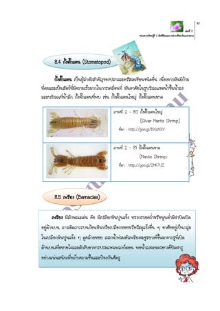 เล่มที่ 2
หน่วยการเรียนรู้ที่ 2 สิ่งมีชีวิตและการดารงชีวิตบริเวณชายหาด
61
8.4 กั้งตั๊กแตน (Stomatopod)
กั้งตั๊กแตน เป็นผู้ล่าตัวสาคัญของปลาและครัสเตเชียนชนิดอื่น เนื่องจากมันมีก้าม
ที่คมและเป็นสัตว์ที่มีความเร็วมากในการเคลื่อนที่ มันอาศัยในรูบริเวณเขตน้าขึ้นน้าลง
และบริเวณที่น้าลึก กั้งตั๊กแตนที่พบ เช่น กั้งตั๊กแตนใหญ่ กั้งตั๊กแตนหาด
8.5 เพรียง (Barnacles)
เพรียง มีลักษณะเด่น คือ มีเปลือกหินปูนแข็ง ทรงกรวยคว่าหรือนูนต่ามีฝาปิดเปิด
อยู่ด้านบน เกาะติดถาวรบนก้อนหินหรือเปลือกหอยหรือวัสดุแข็งอื่น ๆ อาศัยอยู่เป็นกลุ่ม
ในเปลือกหินปูนแข็ง ๆ ดูคล้ายหอย เวลาน้าท่วมตัวเพรียงจะชูรยางค์ขึ้นมาจากรูที่เปิด
ด้านบนเพื่อหายใจและดักจับอาหารประเภทแพลงก์ตอน พอน้าลงจะหดรยางค์ปิดฝารู
อย่างแน่นสนิทเพื่อเก็บความชื้นและป้องกันศัตรู
ภาพที่ 2 – 80 กั้งตั๊กแตนใหญ่
(Silver Mantis Shrimp)
ที่มา : http://goo.gl/BXzNXY
ภาพที่ 2 – 81 กั้งตั๊กแตนหาด
(Mantis Shrimp)
ที่มา : http://goo.gl/2MK7UZ
 