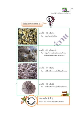 เล่มที่ 2
หน่วยการเรียนรู้ที่ 2 สิ่งมีชีวิตและการดารงชีวิตบริเวณชายหาด
62
ตัวอย่างเพรียงที่พบบ่อย ๆ
ภาพที่ 2 – 82 เพรียงหิน
ที่มา : http://goo.gl/iq8Jue
ภาพที่ 2 – 83 เพรียงภูเขาไฟ
ที่มา : http://www.technicchan.ac.th/?name
=news&file=readnews_dep&id=533
ภาพที่ 2 – 84 เพรียงจีบ
ที่มา : หนังสือนักสืบชายหาด:คู่มือสัตว์และพืชชายหาด
ภาพที่ 2 – 85 เพรียงโล่
ที่มา : หนังสือนักสืบชายหาด:คู่มือสัตว์และพืชชายหาด
บทความ เรื่อง กุ้ง กั้ง ปู
http://203.172.198.146/rice/crab.htm
 