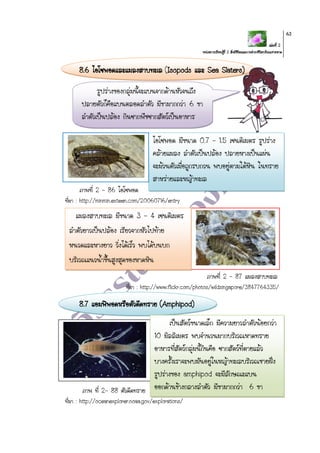เล่มที่ 2
หน่วยการเรียนรู้ที่ 2 สิ่งมีชีวิตและการดารงชีวิตบริเวณชายหาด
63
8.6 ไอโซพอดและแมลงสาบทะเล (Isopods และ Sea Slaters)
ภาพที่ 2 – 86 ไอโซพอด
ที่มา : http://minmin.exteen.com/20060716/entry
ภาพที่ 2 – 87 แมลงสาบทะเล
ที่มา : http://www.flickr.com/photos/wildsingapore/3847764335/
8.7 แอมฟิพอดหรือตัวดีดทราย (Amphipod)
ภาพ ที่ 2- 88 ตัวดีดทราย
ที่มา : http://oceanexplorer.noaa.gov/explorations/
แมลงสาบทะเล มีขนาด 3 - 4 เซนติเมตร
ลาตัวยาวเป็นปล้อง เรียวจากหัวไปท้าย
หนวดและหางยาว วิ่งได้เร็ว พบได้บนบก
บริเวณแนวน้าขึ้นสูงสุดของหาดหิน
รูปร่างของกลุ่มนี้จะแบนจากด้านหัวจนถึง
ปลายตัวก็คือแบนตลอดลาตัว มีขามากกว่า 6 ขา
ลาตัวเป็นปล้อง กินซากพืชซากสัตว์เป็นอาหาร
ไอโซพอด มีขนาด 0.7 – 1.5 เซนติเมตร รูปร่าง
คล้ายแมลง ลาตัวเป็นปล้อง ปลายหางเป็นแผ่น
จะม้วนตัวเมื่อถูกรบกวน พบอยู่ตามใต้หิน ในทราย
สาหร่ายและหญ้าทะเล
เป็นสัตว์ขนาดเล็ก มีความยาวลาตัวน้อยกว่า
10 มิลลิเมตร พบจานวนมากบริเวณหาดทราย
อาหารที่สัตว์กลุ่มนี้กินคือ ซากสัตว์ที่ตายแล้ว
บางครั้งเราจะพบมันอยู่ในหญ้าทะเลบริเวณชายฝั่ง
รูปร่างของ amphipod จะมีลักษณะแบน
ออกด้านข้างกลางลาตัว มีขามากกว่า 6 ขา
 