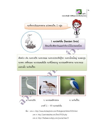 เล่มที่ 2
หน่วยการเรียนรู้ที่ 2 สิ่งมีชีวิตและการดารงชีวิตบริเวณชายหาด
74
ตัวอย่าง เช่น นกยางเปีย นกยางทะเล นกยางกรอกพันธุ์ชวา นกยางโทนใหญ่ นกตะกรุม
นกออก เหยี่ยวแดง นกกระแตแต้แว้ด นกหัวโตมลายู นกกระแตผีชายหาด นกนางนวล
แกลบเล็ก นกกินเปี้ยว
ก. นกยางเปีย ข. นกกระแตผีชายหาด ค. นกกินเปี้ยว
ภาพที่ 2 - 101 นกประจาถิ่น
ที่มา : ภาพ ก. http://www.shutterphoto.com/findingbirds/bhtml/h024.html
ภาพ ข. http://past.talaythai.com/Bird/0024.php
ภาพ ค. http://fedteam.multiply.com/journal/item/9
นกที่พบบริเวณชายหาด แบ่งออกเป็น 2 กลุ่ม
1. นกประจาถิ่น (Resident Birds)
คือนกที่อาศัยหากินและทารังวางไข่ในประเทศไทย
 