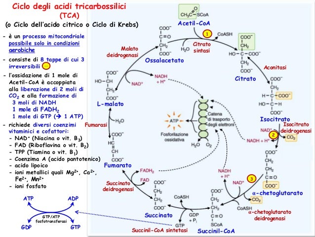 Ciclo Di Krebs Dove Avviene