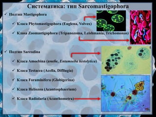 Систематика: тип Sarcomastigophora
 Подтип Mastigophora
 Класа Phytomastigophora (Euglena, Volvox)
 Клasa Zoomastigophora (Tripanozoma, Leishmania, Trichomonas)
 Подтип Sarcodina
 Класа Amoebina (амебе, Entamoeba histolytica)
 Класа Testacea (Acella, Difllugia)
 Класа Foraminifera (Globigerina)
 Класа Heliozoa (Acantosphaerium)
 Класа Radiolaria (Acanthometra)
 