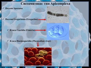Систематика: тип Apicomplexa
 Подтип Sporozoa
 Подтип Gregarinida (Gregarina)
 Класа Coccidia (Eimeria)
 Класа Haemosporidia (Plasmodium vivax)
 