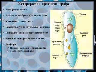 Хетертрофни протисти- грађа
 Једна једина ћелија
 Еластична мембрана или чврста опна
 Многи имају љуштурицу
 Периферно гушћа цитоплазма- хомогена
 Централно- ређа и зрнаста цитоплазма
 Једно или више једара (чак и до 100)
 Два једра:
 Велико- регулација метаболизма
 Мало- размножавање
 