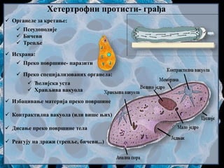  Органеле за кретање:
 Псеудоподије
 Бичеви
 Трепље
 Исхрана:
 Преко површине- паразити
 Преко специјализованих органела:
 Ћелијска уста
 Хранљива вакуола
 Избацивање материја преко површине
 Контрактилна вакуола (или више њих)
 Дисање преко површине тела
 Реагују на дражи (трепље, бичеви...)
Хетертрофни протисти- грађа
 