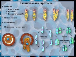 Размножавање протиста
 Бесполно:
 Проста деоба
 Пупљење
 Вишеструка деоба
 Полно- гамети
 Коњугација
 Неповољни услови- цисте
 