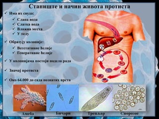 Станиште и начин живота протиста
 Има их свудa:
 Слана вода
 Слатка вода
 Влажна места
 У телу
 Образују колоније:
 Вегетативне ћелије
 Генеративне ћелије
 У колонијама постоји подела рада
 Значај протиста
 Око 64.000 до сада познатих врста
 
