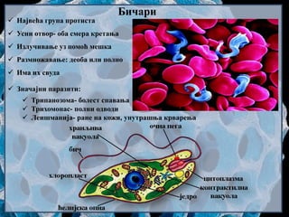 Бичари
 Највећа група протиста
 Усни отвор- оба смера кретања
 Излучивање уз помоћ мешка
 Размножавање: деоба или полно
 Има их свуда
 Значајни паразити:
 Трипанозома- болест спавања
 Трихомонас- полни одводи
 Леишманија- ране на кожи, унутрашња крварења
 