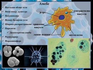 Амебе
 Несталан облик тела
 Неки имају љуштуре
 Псеудоподије
 Немају ћелијска уста
 Широко распрострањене
 Паразити:
 Дизентерична амеба
 Радиоларије
 Фораминифере
 