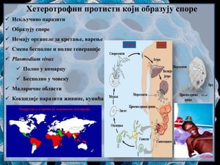 Хетеротрофни протисти који образују споре
 Искључиво паразити
 Образују споре
 Немају органеле за кретање, варење
 Смена бесполне и полне генерације
 Plasmodium vivax
 Полно у комарцу
 Бесполно у човеку
 Маларичне области
 Кокцидије паразити живине, кунића
 