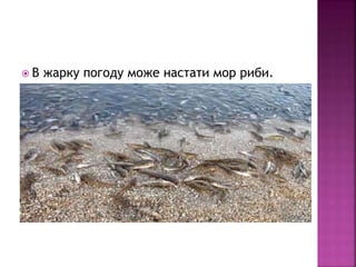  В жарку погоду може настати мор риби.
 