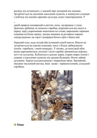 відміну від останнього, у меншій мірі залежний від людини.
Зустрічається на околицях населених пунктів, в покинутих селищах
і поблизу від посівів зернових культур, садів і виноградників. У
дикій природі поширений в світлих лісах, чагарниках і степу.
Декілька дрібніше за хатнього горобця, відрізняється від нього в
першу чергу коричневою шапочкою на голові, виразними чорними
плямами на білих щоках, значно меншим за розміром чорним
«нагрудником» на горлі і комірцем білого пір'я з боків шиї.
Зграєвий птах, веде осілий або кочівний спосіб життя. Ніколи не
зустрічається на одному клаптику землі з більш забіякуватим
хатнім горобцем, з яким конкурує. У місцях, де популяції обох
видів перетинаються, польові і хатні горобці тримаються порізно,
хоч і по сусідству. Кублиться в дуплах дерев, старих норах птахів і
ссавців, в населених пунктах під дахами будинків. Охоче займає
дуплянки. Харчується рослинною і тваринною їжею. Звичайний,
місцями численний вигляд. Інші назви : червоноголовий, сільський
горобець.
Опис
•
 