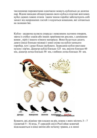 численними порожнечами одночасно можуть кублиться до десятка
пар. Відомі випадки облаштування свого кубла в підставі житлових
кубел деяких хижих птахів таким чином горобці забезпечують собі
захист від непрошених гостей і годуються комахами, які злітаються
на залишки їжі.
Кубло - акуратна куляста споруда з невеликим льотним отвором,
звита із стебел злаків або інших трав'янистих рослин, з домішкою
вовни , пір'я і іншого м'якого матеріалу. Воно будується досить
довго (іноді близько місяця) і зовні схоже на кубло хатнього
горобця, хоч і дещо більш грубувате. Зсередини кубло вистлане
пухом і пір'ям. Діаметр кубла близько 125 мм, висоти близько 60
мм, діаметр лотка близько 50 мм, глибини лотка близько 30 мм.
Бувають дві, рідкіше три кладки на рік, кожна з яких містить 3—7
(зазвичай 5—6) яєць. У середній смузі Росії яйця зазвичай
відкладаються в кінці квітня або початку травня, а в липні
 