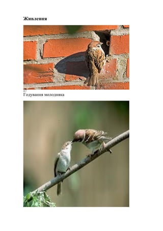 Живлення
Годування молодняка
 