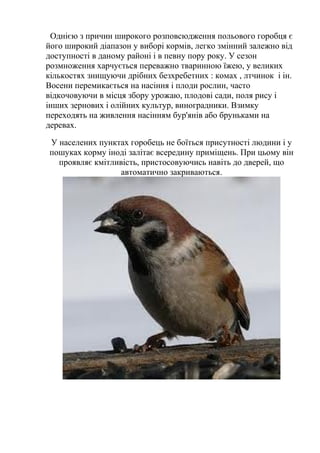 Однією з причин широкого розповсюдження польового горобця є
його широкий діапазон у виборі кормів, легко змінний залежно від
доступності в даному районі і в певну пору року. У сезон
розмноження харчується переважно тваринною їжею, у великих
кількостях знищуючи дрібних безхребетних : комах , лтчинок і ін.
Восени перемикається на насіння і плоди рослин, часто
відкочовуючи в місця збору урожаю, плодові сади, поля рису і
інших зернових і олійних культур, виноградники. Взимку
переходять на живлення насінням бур'янів або бруньками на
деревах.
У населених пунктах горобець не боїться присутності людини і у
пошуках корму іноді залітає всередину приміщень. При цьому він
проявляє кмітливість, пристосовуючись навіть до дверей, що
автоматично закриваються.
 