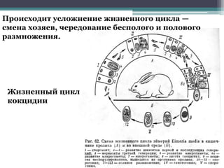 Жизненный цикл
кокцидии
Происходит усложнение жизненного цикла —
смена хозяев, чередование бесполого и полового
размножения.
 