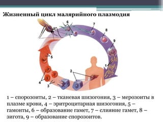 1 – спорозоиты, 2 – тканевая шизогония, 3 – мерозоиты в
плазме крови, 4 – эритроцитарная шизогония, 5 –
гамонты, 6 – образование гамет, 7 – слияние гамет, 8 –
зигота, 9 – образование спорозоитов.
Жизненный цикл малярийного плазмодия
 