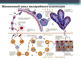 Жизненный цикл малярийного плазмодия
 