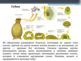 Из яйцеклетки развивается бластула, состоящая из одного слоя
клеток, причем на одном полюсе клетки мелкие и со жгутиками, на
другом — крупные без жгутиков. Сначала крупные клетки
впячиваются внутрь, затем выпячиваются и личинка свободно
плавает, потом вновь происходит впячивание жгутиковых клеток,
которые и становятся внутренним слоем. Личинка оседает и
превращается в молодую губку.
Губки
 