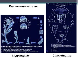 Кишечнополостные
Гидроидные Сцифоидные
 
