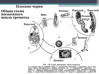 Плоские черви
Общая схема
жизненного
цикла трематод
 