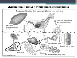 Жизненный цикл печеночного сосальщика
 