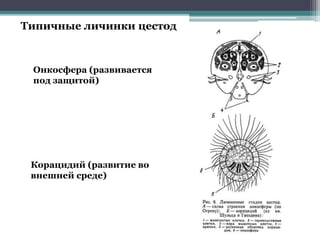 Типичные личинки цестод
Онкосфера (развивается
под защитой)
Корацидий (развитие во
внешней среде)
 