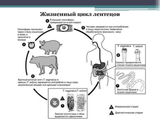 Жизненный цикл лентецов
 
