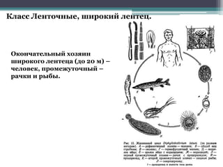 Класс Ленточные, широкий лентец.
Окончательный хозяин
широкого лентеца (до 20 м) –
человек, промежуточный –
рачки и рыбы.
 