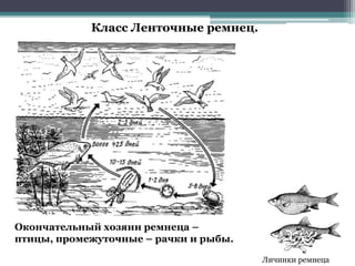 Класс Ленточные ремнец.
Окончательный хозяин ремнеца –
птицы, промежуточные – рачки и рыбы.
Личинки ремнеца
 