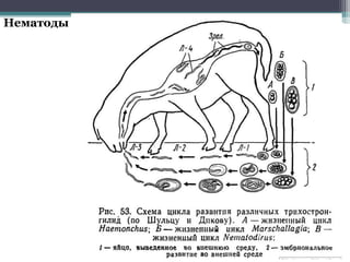 Нематоды
 