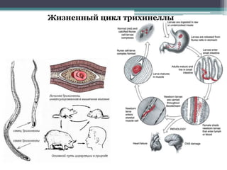 Жизненный цикл трихинеллы
 