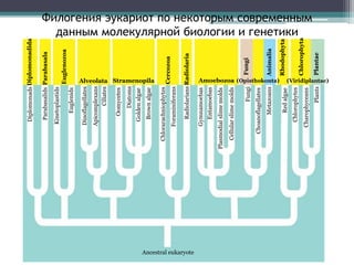 Филогения эукариот по некоторым современным
данным молекулярной биологии и генетикиDiplomonads
Parabasalids
Kinetoplastids
Euglenids
Dinoflagellates
Apicomplexans
Ciliates
Oomycetes
Diatoms
Goldenalgae
Brownalgae
Chlorarachniophytes
Foraminiferans
Radiolarians
Gymnamoebas
Entamoebas
Plasmodialslimemolds
Cellularslimemolds
Fungi
Choanoflagellates
Metazoans
Redalgae
Chlorophytes
Charophyceans
Plants
Ancestral eukaryote
Chlorophyta
Plantae
Rhodophyta
Animalia
Fungi
(Opisthokonta) (Viridiplantae)
Diplomonadida
Parabasala
Euglenozoa
Alveolata Stramenopila
Cercozoa
Radiolaria
Amoebozoa
 