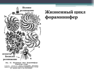 Жизненный цикл
фораминифер
 