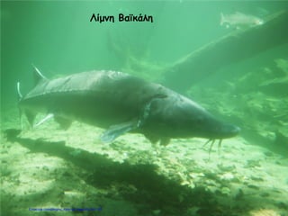 Λίμνη Βαϊκάλη
Επιμέλεια επανάληψης: Χρήστος Χαρμπής σελ.108
 