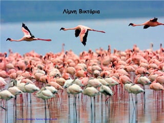 Λίμνη Βικτόρια
Επιμέλεια επανάληψης: Χρήστος Χαρμπής σελ.98
 
