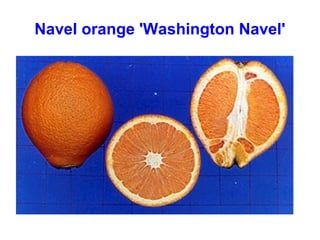 Navel orange 'Washington Navel'
 