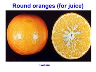 Round oranges (for juice)
Fortune
 