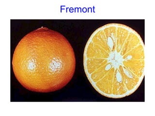 Fremont
 