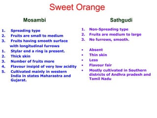 1. Spreading type
2. Fruits are small to medium
3. Fruits having smooth surface
with longitudinal furrows
1. Stylar end a ring is present.
2. Thick skin
3. Number of fruits more
4. Flavour insipid of very low acidity
5. Cultivated mainly in western
India in states Maharastra and
Gujarat.
1. Non-Spreading type
2. Fruits are medium to large
3. No furrows, smooth.
• Absent
• Thin skin
• Less
• Flavour fair
• Mostly cultivated in Southern
districts of Andhra pradesh and
Tamil Nadu
Sweet Orange
Mosambi Sathgudi
 