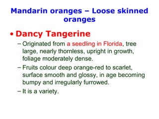 Mandarin oranges – Loose skinned
oranges
• Dancy Tangerine
– Originated from a seedling in Florida, tree
large, nearly thornless, upright in growth,
foliage moderately dense.
– Fruits colour deep orange-red to scarlet,
surface smooth and glossy, in age becoming
bumpy and irregularly furrowed.
– It is a variety.
 