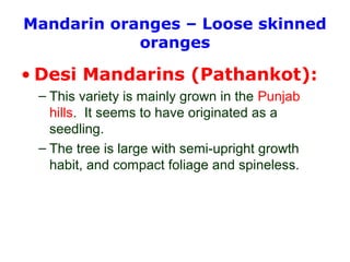 Mandarin oranges – Loose skinned
oranges
• Desi Mandarins (Pathankot):
– This variety is mainly grown in the Punjab
hills. It seems to have originated as a
seedling.
– The tree is large with semi-upright growth
habit, and compact foliage and spineless.
 