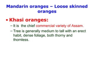 Mandarin oranges – Loose skinned
oranges
• Khasi oranges:
– It is the chief commercial variety of Assam.
– Tree is generally medium to tall with an erect
habit, dense foliage, both thorny and
thornless.
 