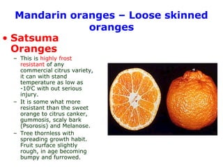 Mandarin oranges – Loose skinned
oranges
• Satsuma
Oranges
– This is highly frost
resistant of any
commercial citrus variety,
it can with stand
temperature as low as
-100
C with out serious
injury.
– It is some what more
resistant than the sweet
orange to citrus canker,
gummosis, scaly bark
(Psorosis) and Melanose.
– Tree thornless with
spreading growth habit.
Fruit surface slightly
rough, in age becoming
bumpy and furrowed.
 