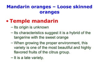 Mandarin oranges – Loose skinned
oranges
• Temple mandarin
– Its origin is unknown
– Its characteristics suggest it is a hybrid of the
tangerine with the sweet orange
– When growing the proper environment, this
variety is one of the most beautiful and highly
flavored fruits of the citrus group.
– It is a late variety.
 