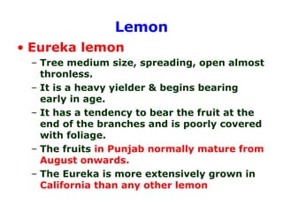 Lemon
• Eureka lemon
– Tree medium size, spreading, open almost
thronless.
– It is a heavy yielder & begins bearing
early in age.
– It has a tendency to bear the fruit at the
end of the branches and is poorly covered
with foliage.
– The fruits in Punjab normally mature from
August onwards.
– The Eureka is more extensively grown in
California than any other lemon
 
