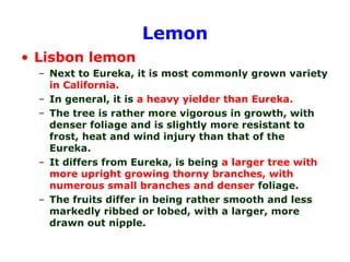 Lemon
• Lisbon lemon
– Next to Eureka, it is most commonly grown variety
in California.
– In general, it is a heavy yielder than Eureka.
– The tree is rather more vigorous in growth, with
denser foliage and is slightly more resistant to
frost, heat and wind injury than that of the
Eureka.
– It differs from Eureka, is being a larger tree with
more upright growing thorny branches, with
numerous small branches and denser foliage.
– The fruits differ in being rather smooth and less
markedly ribbed or lobed, with a larger, more
drawn out nipple.
 