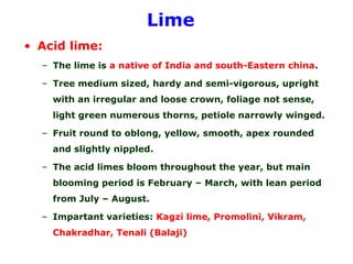 Lime
• Acid lime:
– The lime is a native of India and south-Eastern china.
– Tree medium sized, hardy and semi-vigorous, upright
with an irregular and loose crown, foliage not sense,
light green numerous thorns, petiole narrowly winged.
– Fruit round to oblong, yellow, smooth, apex rounded
and slightly nippled.
– The acid limes bloom throughout the year, but main
blooming period is February – March, with lean period
from July – August.
– Impartant varieties: Kagzi lime, Promolini, Vikram,
Chakradhar, Tenali (Balaji)
 