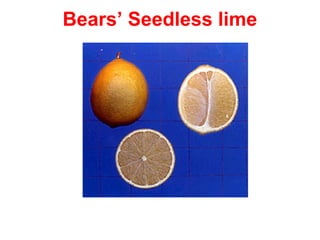 Bears’ Seedless lime
 